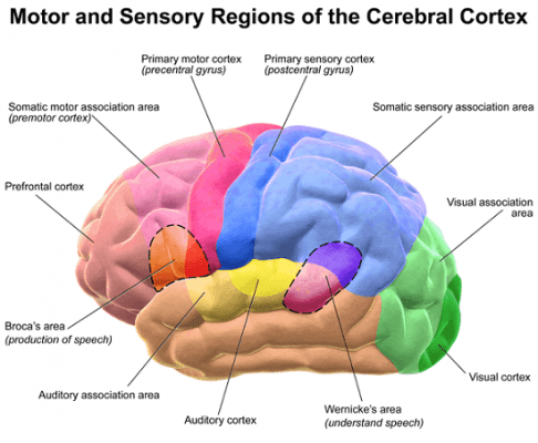 Sensory-Cortex
